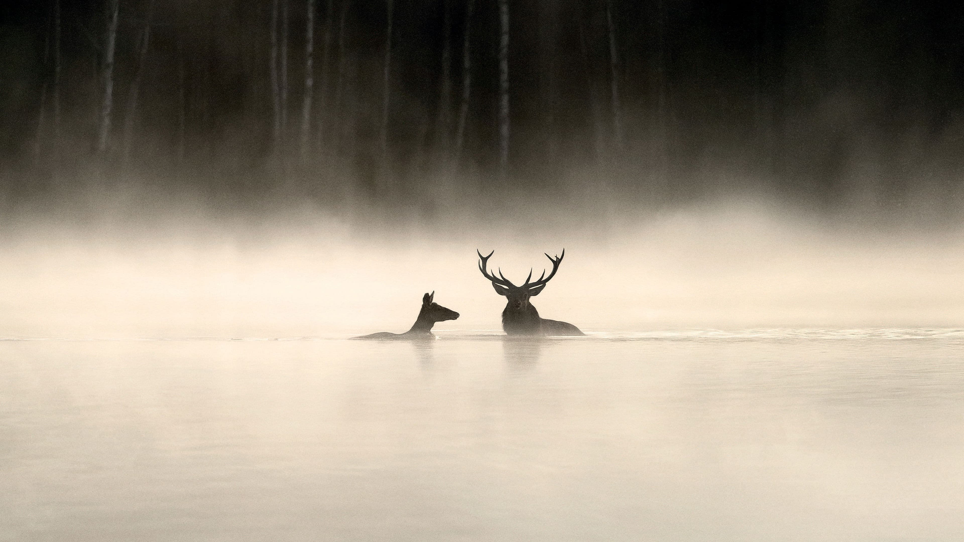 Le Chant des forêts